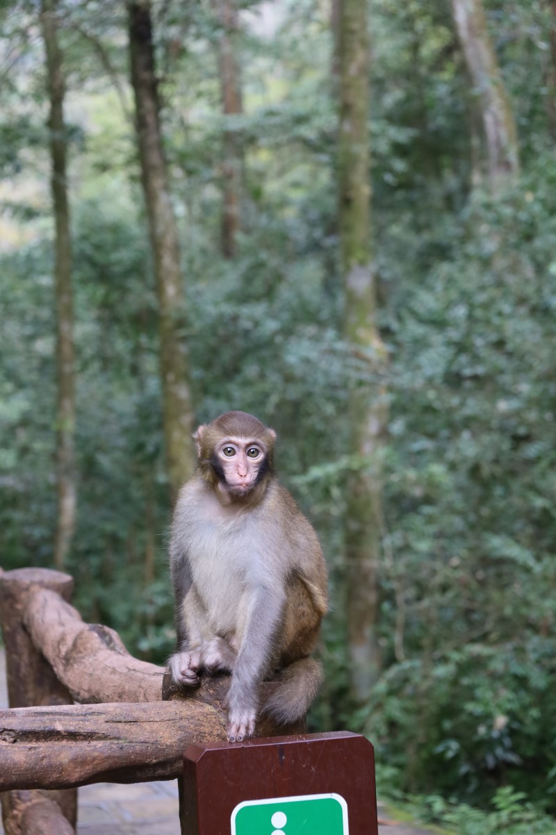 猕猴.JPG